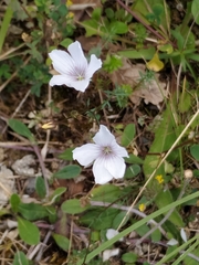 Linum suffruticosum