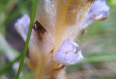 Orobanche coerulescens