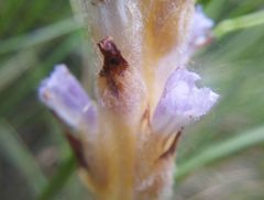 Orobanche coerulescens