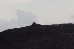 Panthera pardus kotiya