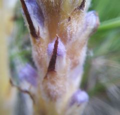 Orobanche coerulescens