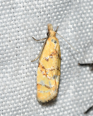 Phtheochroa vitellinana