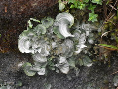 Cora glabrata