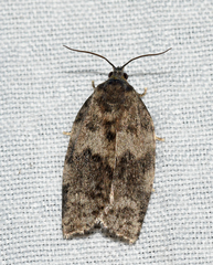 Choristoneura conflictana