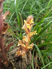 Orobanche hederae