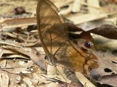 Haetera piera
