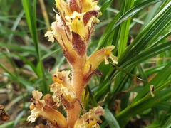 Orobanche hederae