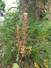 Orobanche hederae