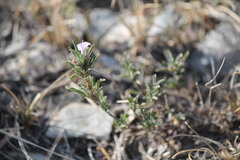 Dyschoriste linearis