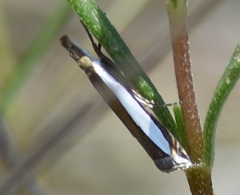 Crambus quinquareatus
