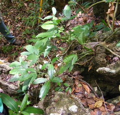 Syngonium auritum