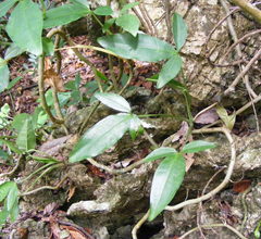Syngonium auritum