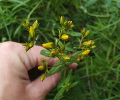 Hypericum elegans