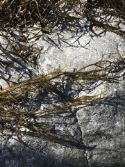 Desmarestia kurilensis