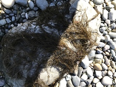 Desmarestia kurilensis