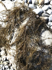 Desmarestia kurilensis