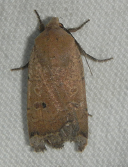 Abagrotis