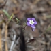 Mountain Meadow Phacelia - Photo (c) My-Lan Le, some rights reserved (CC BY), uploaded by My-Lan Le