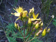 Hypericum elegans