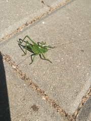 Tettigonia cantans