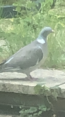 Columba palumbus