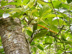 Syngonium auritum