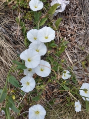 Convolvulus arvensis