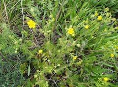 Potentilla approximata