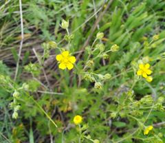 Potentilla approximata