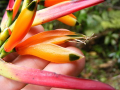 Heliconia hirsuta