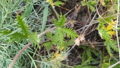 Potentilla approximata