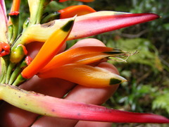 Heliconia hirsuta