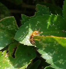 Colaspis floridiana