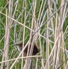 Cistothorus stellaris