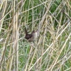 Cistothorus stellaris