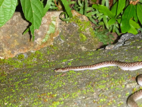 Photo of a Common Wolf Snake (capucinus) (Lycodon capucinus)