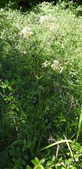 Valeriana rossica