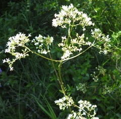 Valeriana rossica