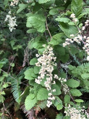 Holodiscus discolor discolor