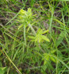 Potentilla conferta