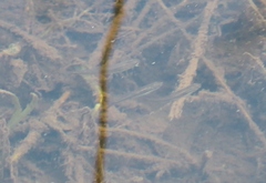 Rhinichthys atratulus