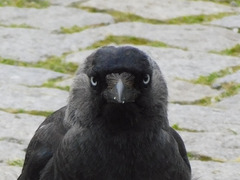 Corvus monedula