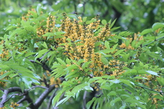 Pterocarpus rohrii
