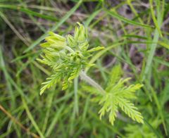 Potentilla conferta