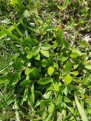 Richardia grandiflora