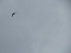 Streptoprocne zonaris