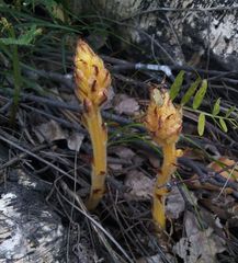 Orobanche alsatica