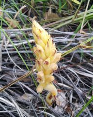 Orobanche alsatica