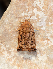 Archips oporana
