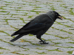 Corvus monedula